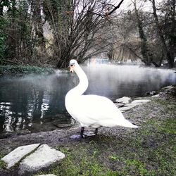 Swan on lakeshore