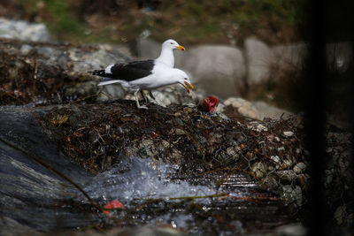 Birds perching on rock