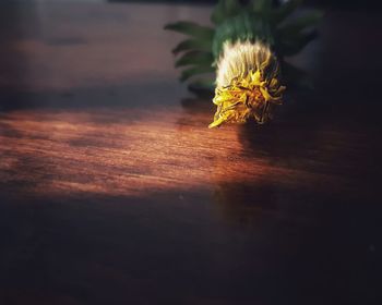 Close-up of yellow flower on table 