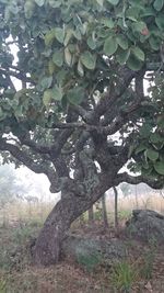 Close-up of tree trunk in forest