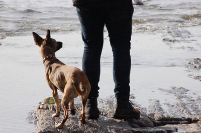 Dog standing on shore