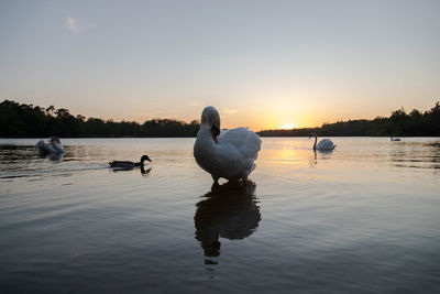 Swans swimming in lake against sky during sunset