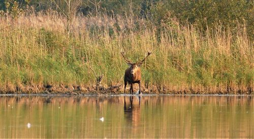 Deer in a lake