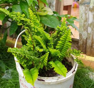 Close-up of potted plants in yard