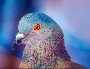 Close-up of bird