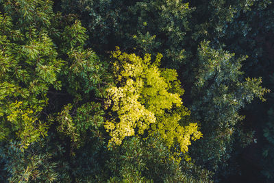 Close-up of yellow flower tree in forest