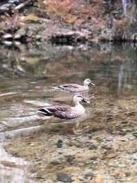 Duck swimming in lake