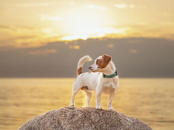 Dog standing on rock against sea during sunset