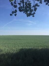 Scenic view of agricultural field against sky