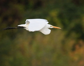 White bird flying