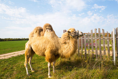 Sheep in a field