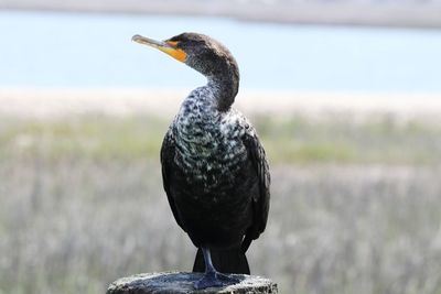 Close-up of bird perching on rock