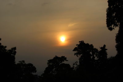 Silhouette of trees at sunset