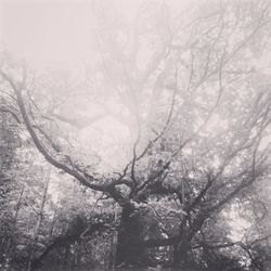 Low angle view of bare trees