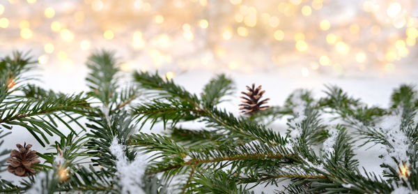 Close-up of pine tree during winter