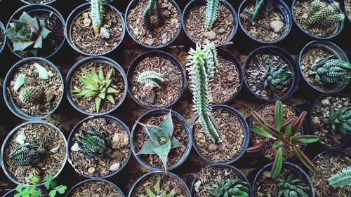 Directly above shot of potted plants