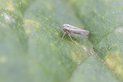 Close-up of insect