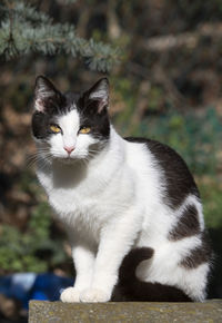 Black and white cat poses in the garden