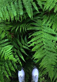 Low section of person on leaves