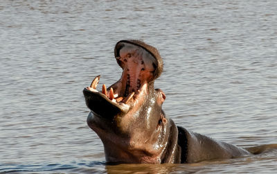 Close-up of horse in lake