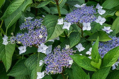 Close-up of purple flowering plants