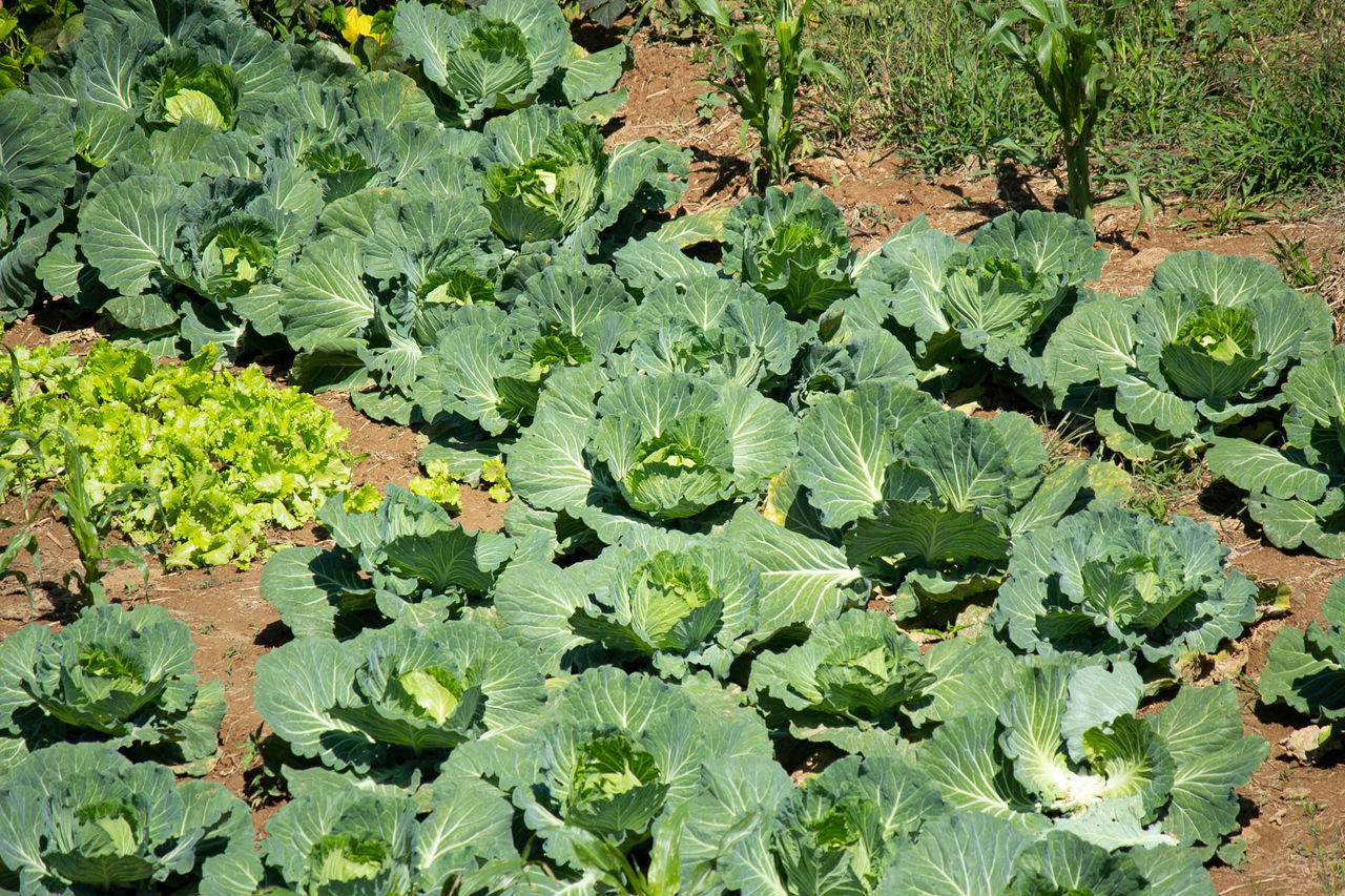 HIGH ANGLE VIEW OF LEAVES GROWING ON PLANT