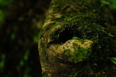 Close-up of a tree trunk
a couple of millipedes are getting in 
at tama river, okutama, tokyo