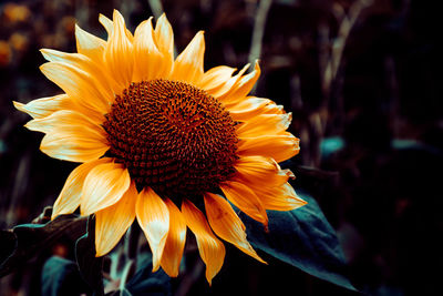 Sunflower in the autumn sunshine 