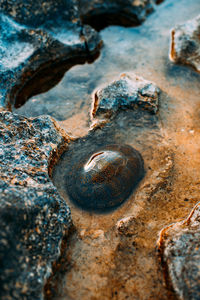 High angle view of turtle in water