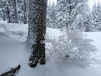 Snow covered pine trees on landscape