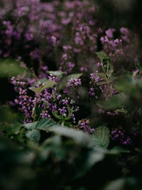 Close-up of purple flowering plants on field