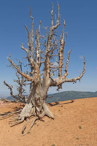 Dead tree on desert against sky