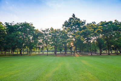 Trees on field against sky