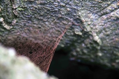 Macro shot of spider web