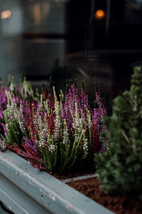 Close-up of flowering plants