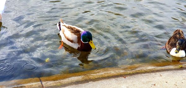 High angle view of mallard duck swimming in lake