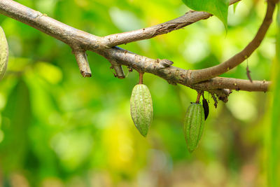 Close-up of fruit growing on tree