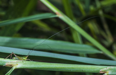 Close-up of grasshopper on plant