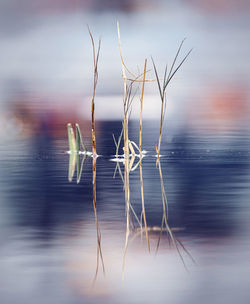 Close-up of plant in lake against sky