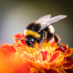 Close-up of bee pollinating on flower