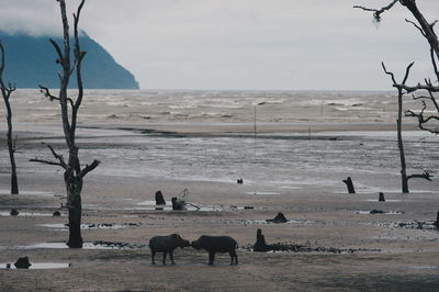 Scenic view of beach against sky