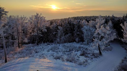 Snow covered trees against sky during sunset