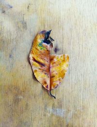 Directly above shot of autumn leaf on table