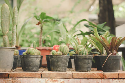 Potted plants in yard