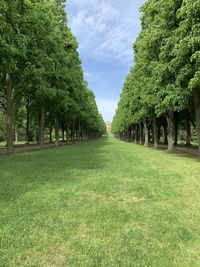 Trees on field against sky