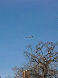 Low angle view of bird flying in sky