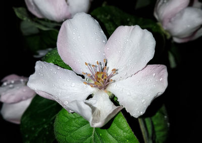 Close-up of wet flower on rainy day