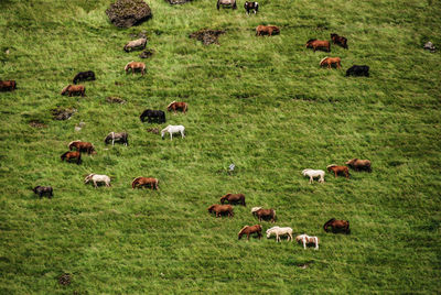 High angle view of sheep grazing in pasture