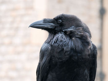 Close up black raven on fence of tower of london. crow in london. crows legend in the uk.