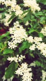 Close-up of white flowers